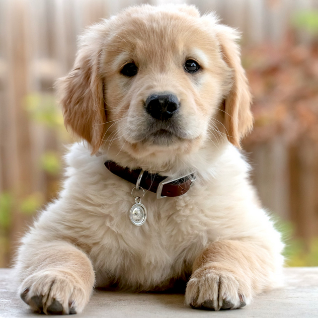 Dog Poop Pickup in Bridgewater, Michigan