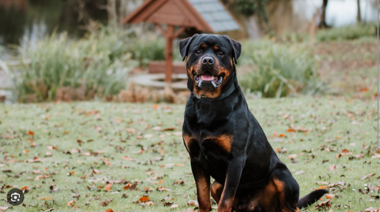 Dog Poop Pickup in Bridgewater, Michigan