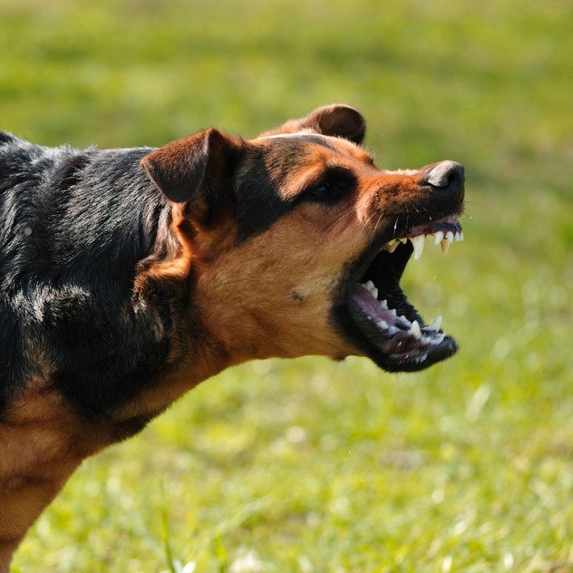 Dog Poop Pickup in Bridgewater, Michigan