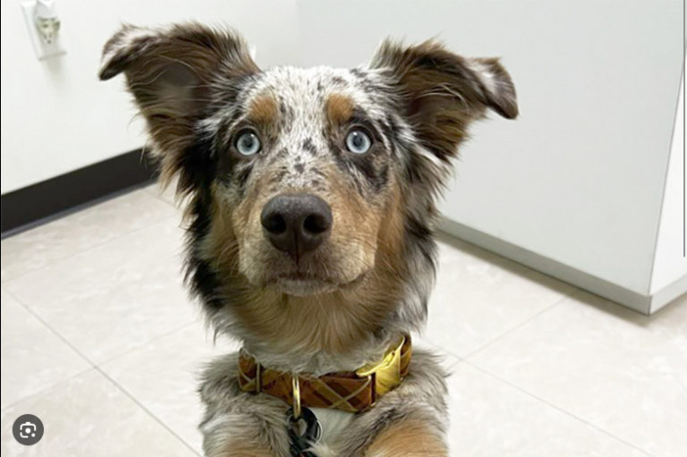 Dog Poop Pickup in Bridgewater, Michigan